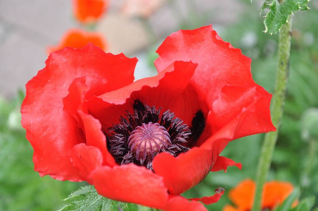 Totti e il triangolo amoroso con Noemi Bocchi e Francesca Tocca: nuovi retroscena esclusivi e aggiornamenti